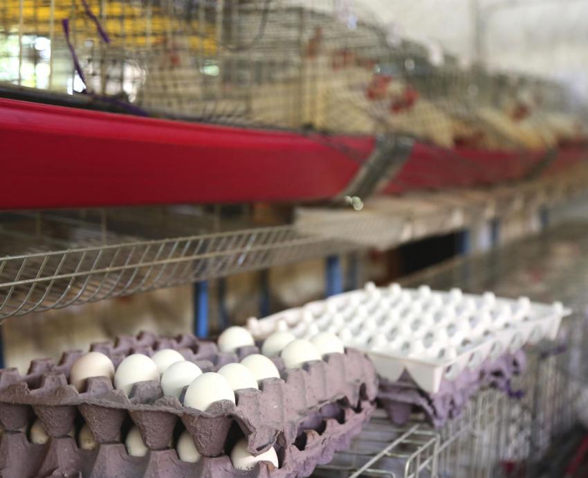 Alumnos de CUAltos logran fabricar bioplástico ecológico con  cáscaras de huevo