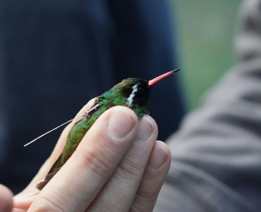 Investigadores del CUCSur logran colocar radiotransmisores a colibríes pequeños por primera vez en la historia