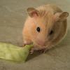 Conejillo de indias marrón claro comiendo una hoja de color verde seco