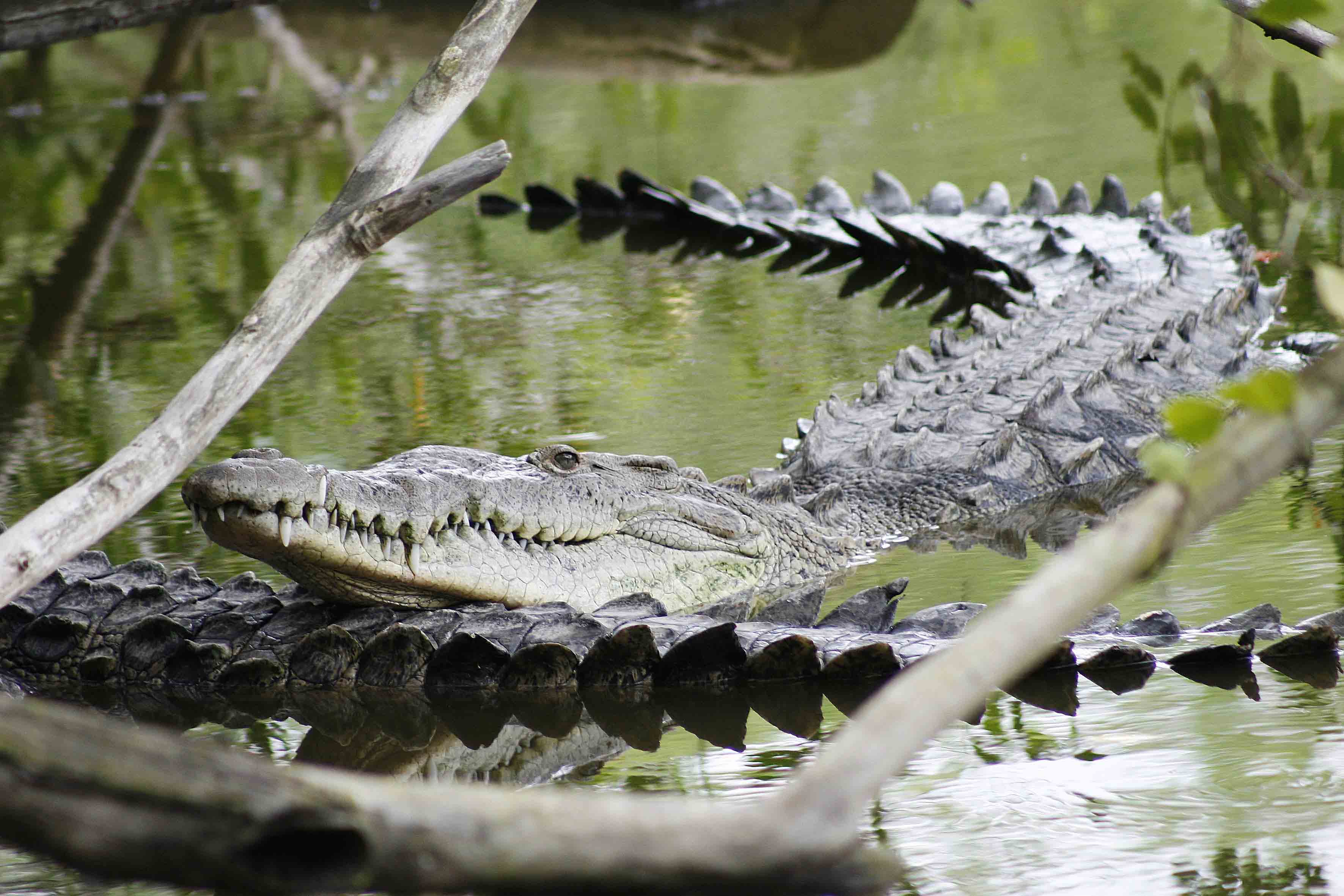 Desarrollo urbano en Puerto Vallarta amenaza a población de cocodrilos |  Universidad de Guadalajara