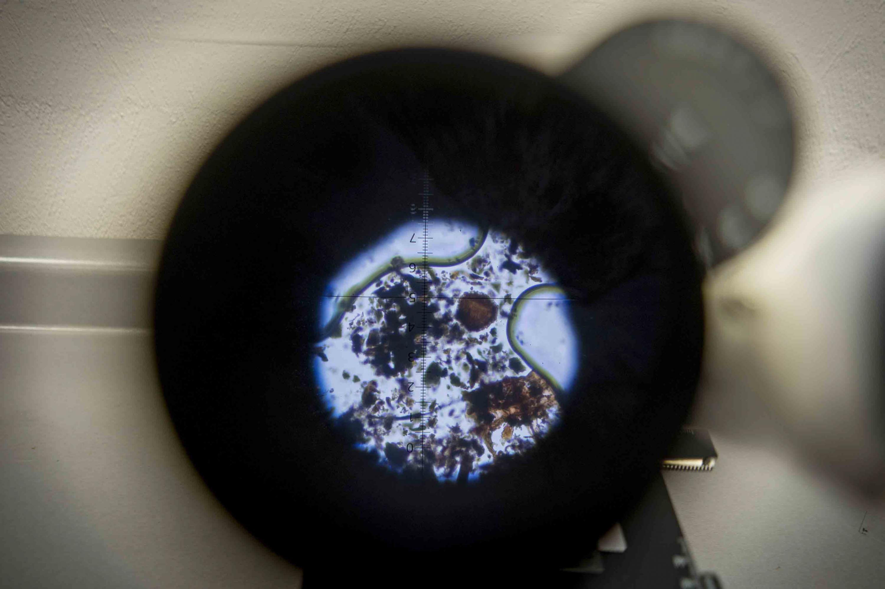Rastros de una planta, analizada con un microscopio.