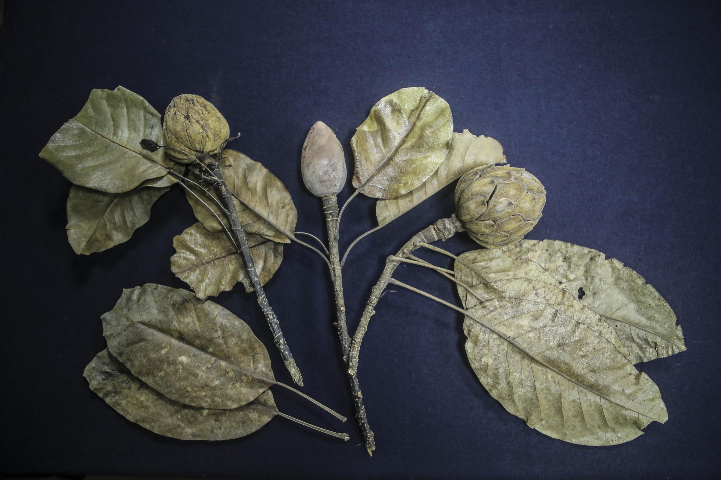 Descubren magnolia flor de corazón, endémica de Oaxaca y en peligro de  extinción | Universidad de Guadalajara
