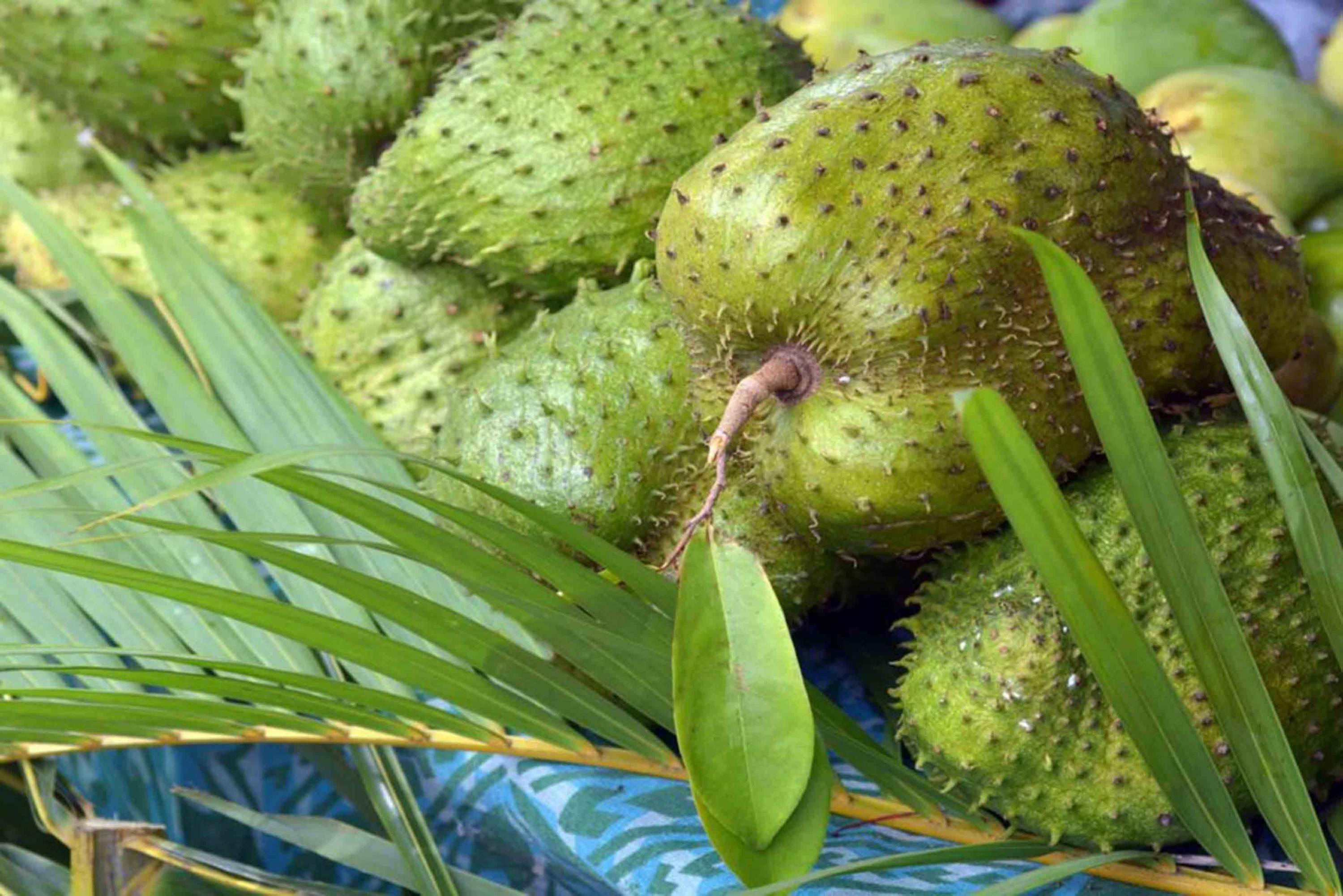 Tesistas del CUCS estudian efectos de la semilla de la guanábana y la flor  de jamaica sobre el cáncer | Universidad de Guadalajara