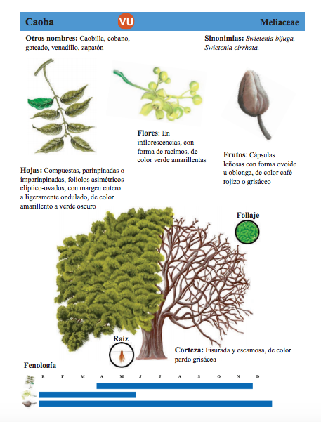 Biólogas del CUCosta identifican que un tercio de los árboles de Puerto  Vallarta son de especies introducidas | Universidad de Guadalajara