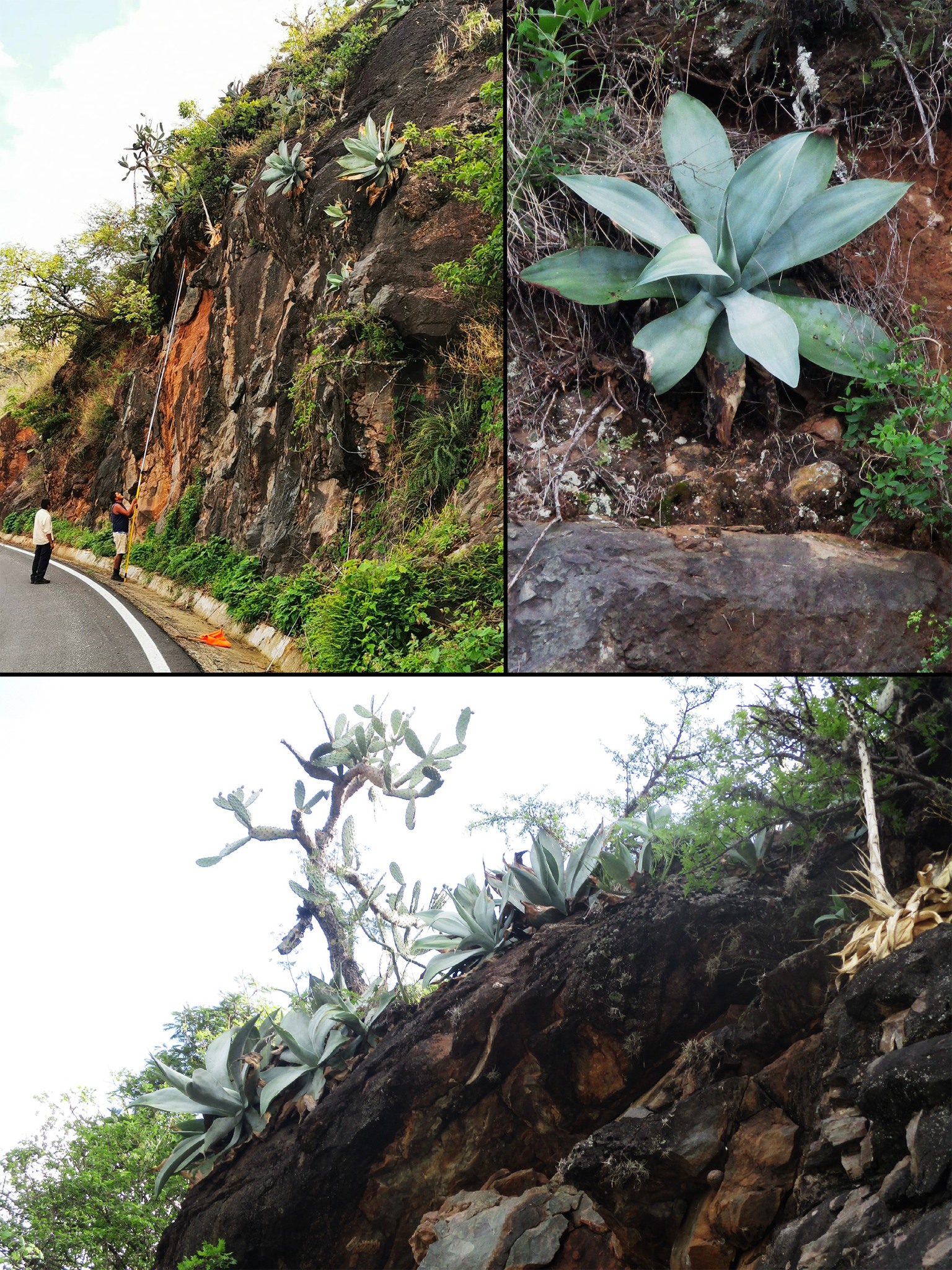 Estas especies se pueden encontrar en las sierras de los municipios de Chiquilistlán y Tapalpa y pueden producirse y emplearse con fines ornamentales o decorativos