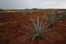 Proponen alternativas para reducir impactos del cultivo de agave en los suelos