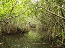 Falta seguimiento a programas de conservación de manglares en costa jalisciense