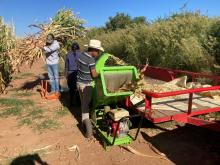 Analiza CUAltos rendimiento de forrajes para impulsar producción ganadera en la región