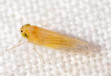 Especialistas del CUCBA advierten consecuencias de plagas por chicharrita del maíz