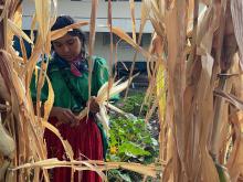 Convocan UACI y CUCS a diálogo intercultural sobre la milpa y la salud