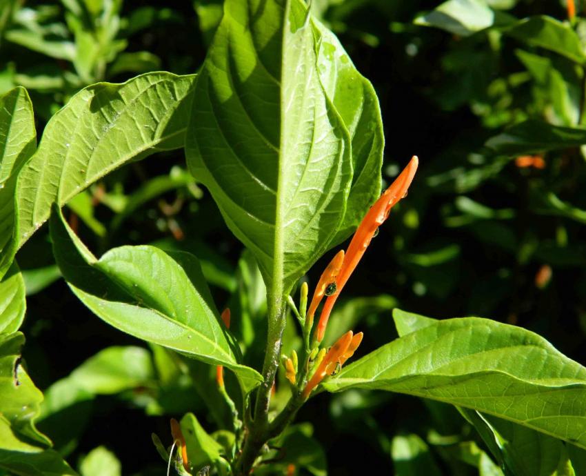 Investigadores del CULagos prueban que la planta “muicle” tiene efectos antidepresivos
