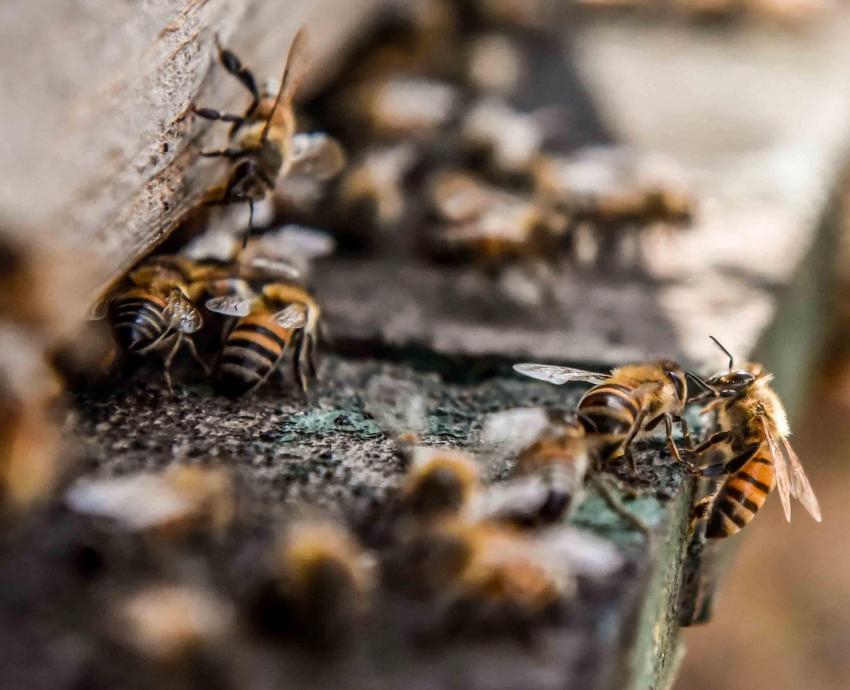 Modernización está matando a las abejas