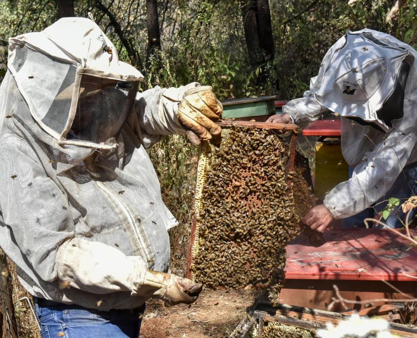 Precaria la situación de la apicultura en Jalisco