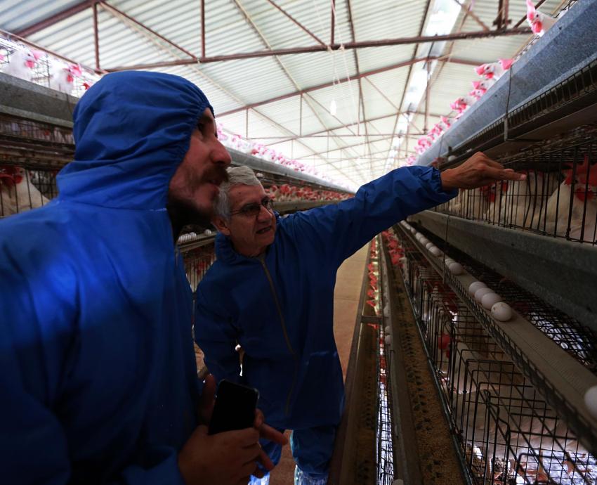 Investigadores del CUAltos incrementan la productividad en granjas avícolas gracias a suplemento alimenticio