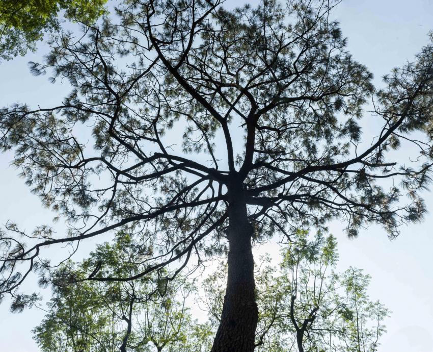 Académicos analizan resistencia de especies de árboles ante cambio climático en Costa Sur de Jalisco