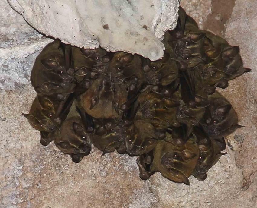 Murciélagos del AMG cumplen papel de controladores de plagas de insectos