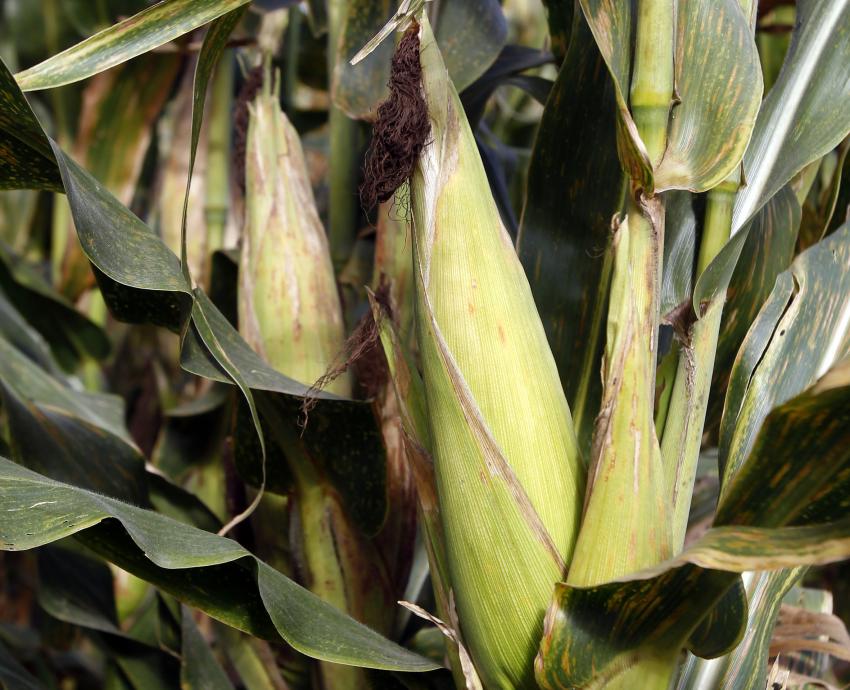 Encuentran especialistas del CUCBA nueva especie de maíz palomero