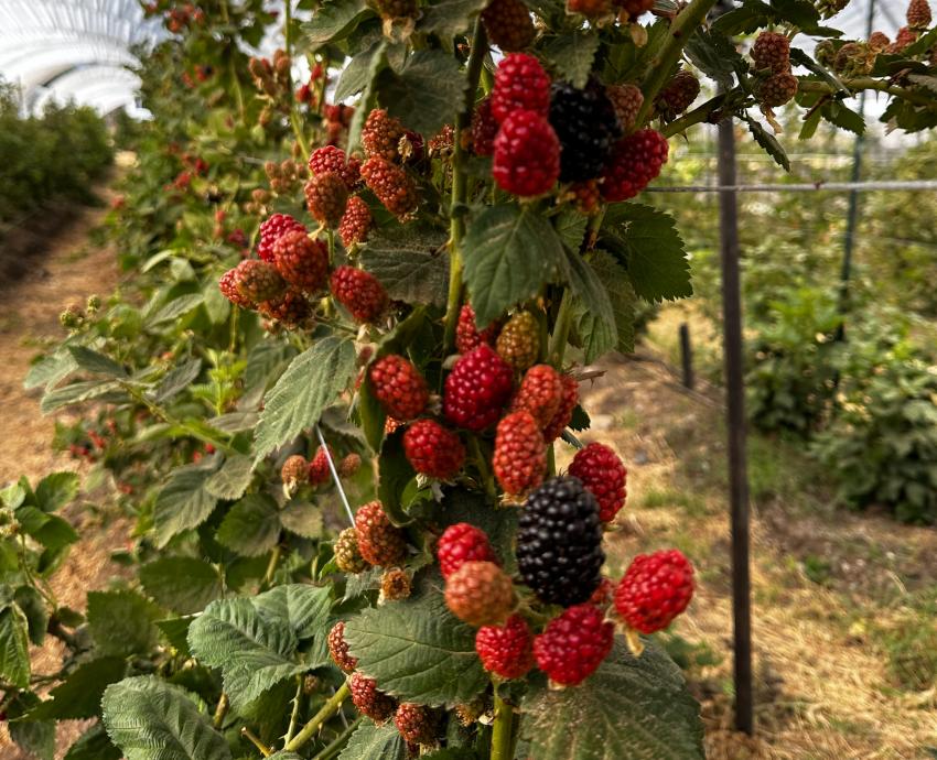 Especialista llama a aprovechar las variedades silvestres de las berries