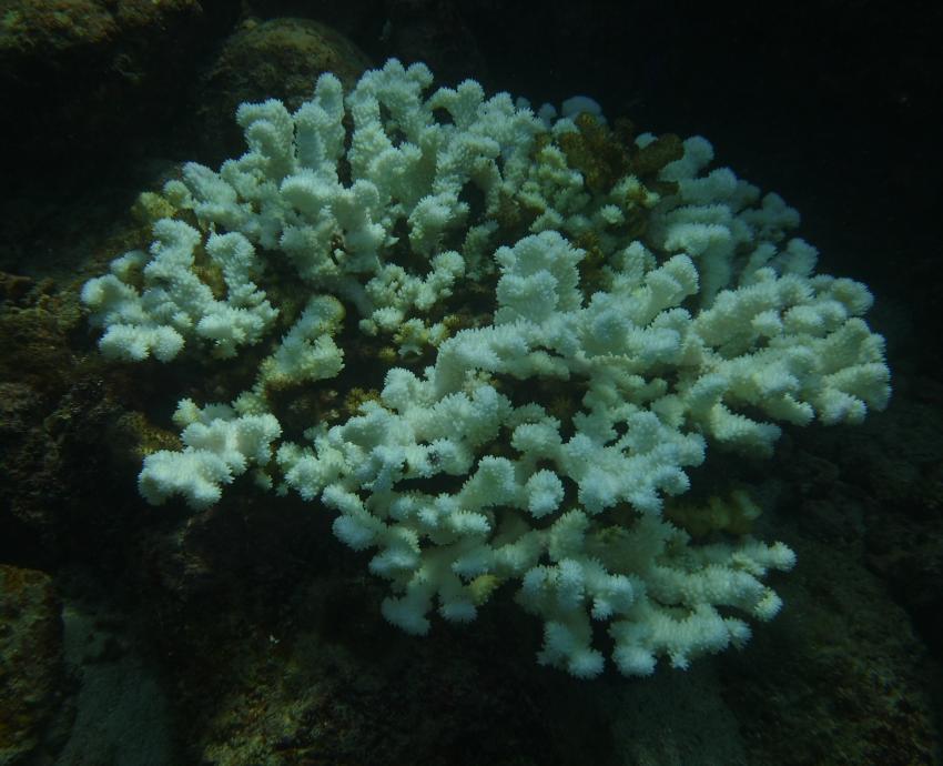 “El Niño” y huracán “Roslyn” causaron daños en 95 por ciento del coral de Islas Marietas 