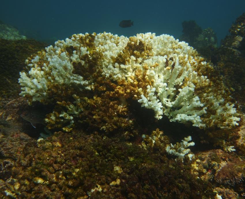 “El Niño” y huracán “Roslyn” causaron daños en 95 por ciento del coral de Islas Marietas 