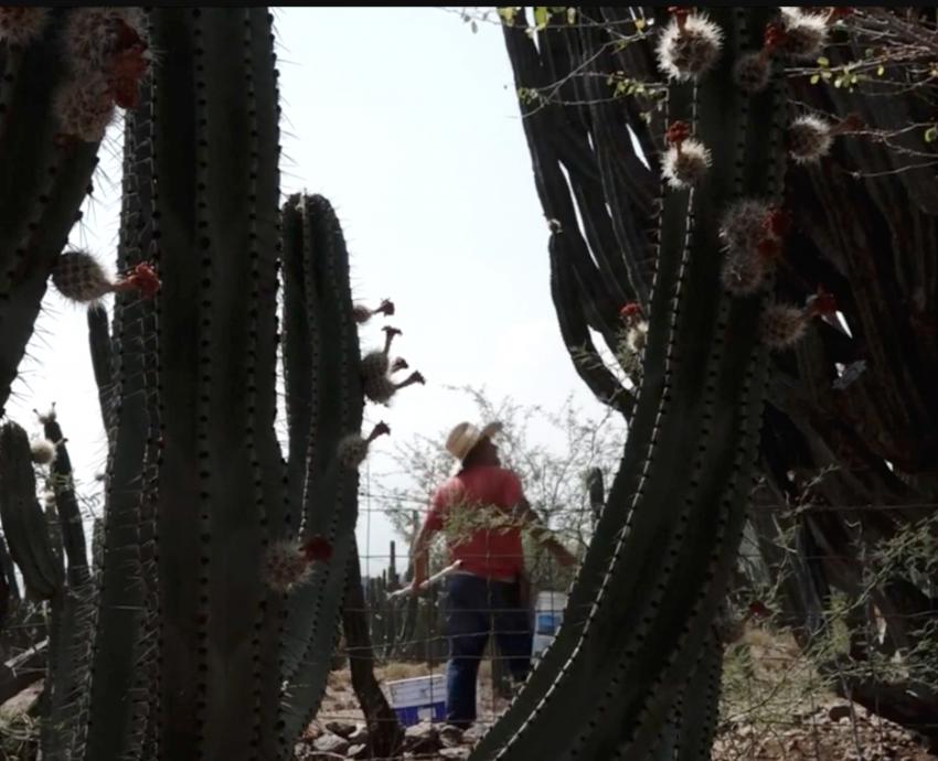 Estrenan “Expresiones del Sur”, documental que retrata la cultura de esa región de Jalisco
