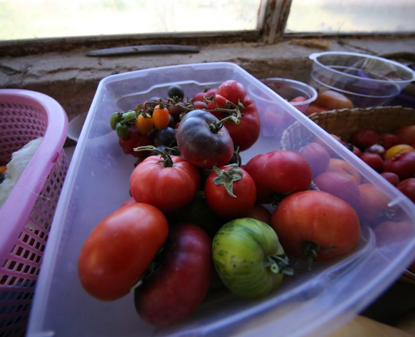 Dietas basadas en productos vegetales abonan al cuidado ambiental