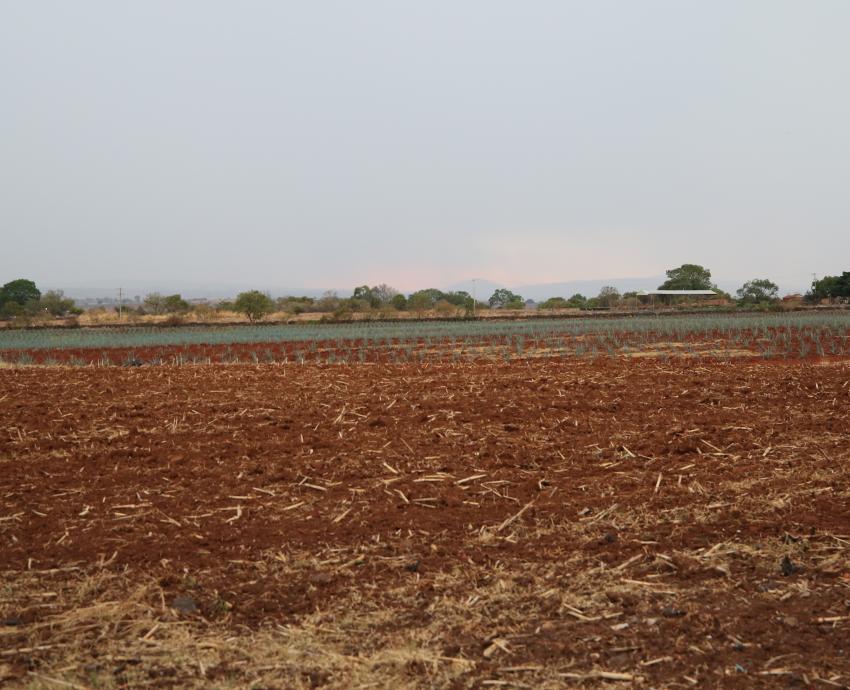Proponen alternativas para reducir impactos del cultivo de agave en los suelos