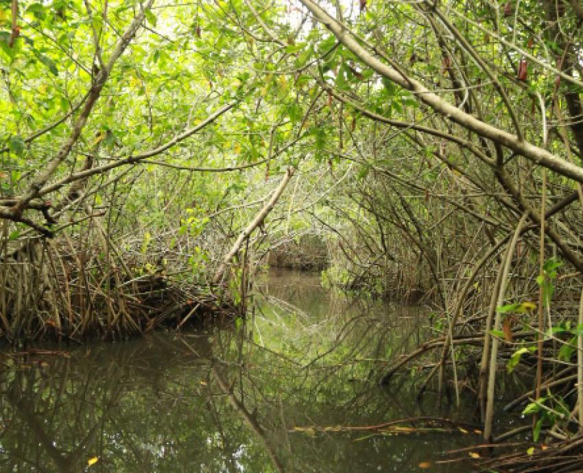 Falta seguimiento a programas de conservación de manglares en costa jalisciense