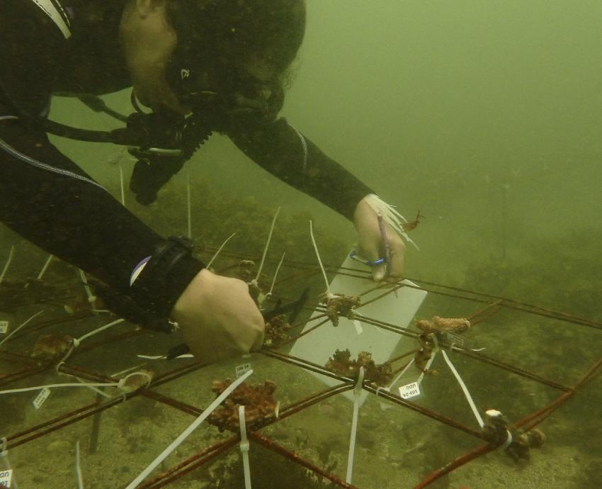 Siembran corales en viveros submarinos en la Costa Sur de Jalisco para mitigar su disminución