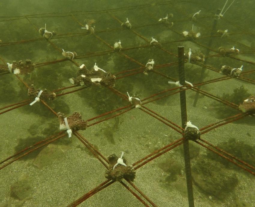 Siembran corales en viveros submarinos en la Costa Sur de Jalisco para mitigar su disminución
