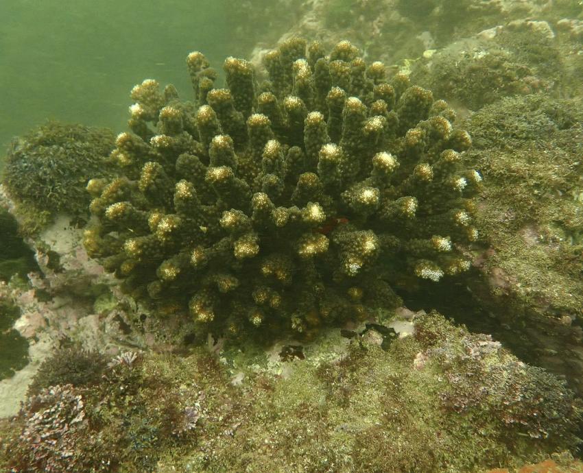 Siembran corales en viveros submarinos en la Costa Sur de Jalisco para mitigar su disminución