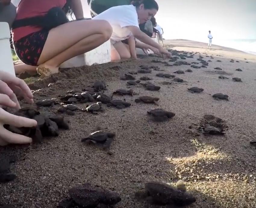 Campamento tortuguero La Gloria vuelve a operar tras su destrucción por el huracán “Lidia”