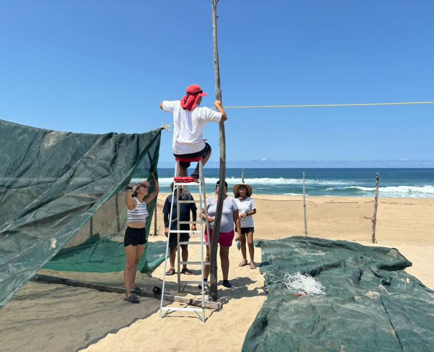 Campamento tortuguero La Gloria vuelve a operar tras su destrucción por el huracán “Lidia”