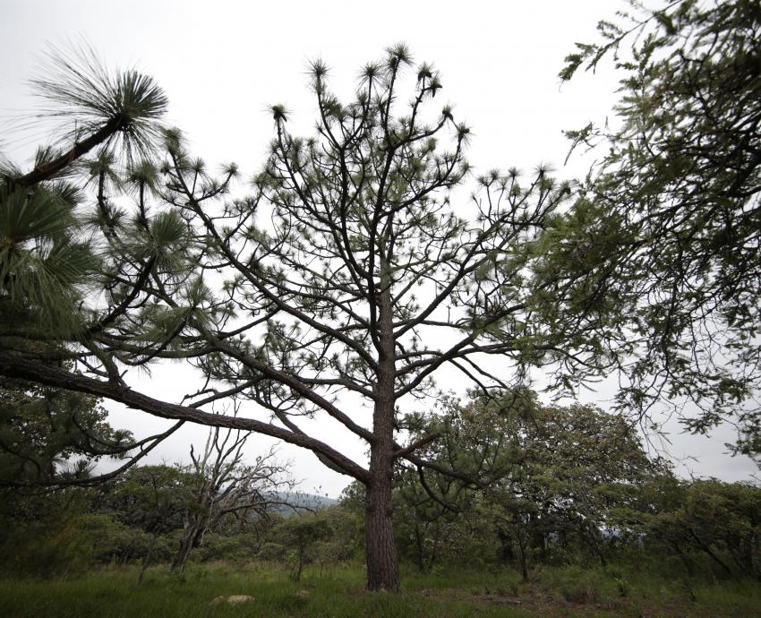 Baños de bosque ayudan a prevenir muertes por padecimientos cardiovasculares