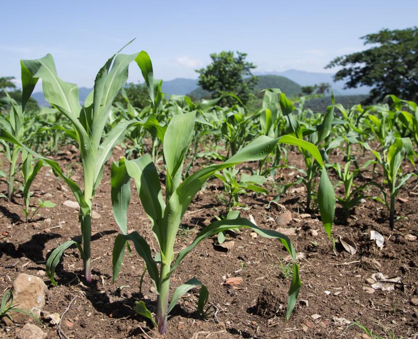 Hábitos alimenticios saludables y sostenibles disminuyen el impacto ambiental