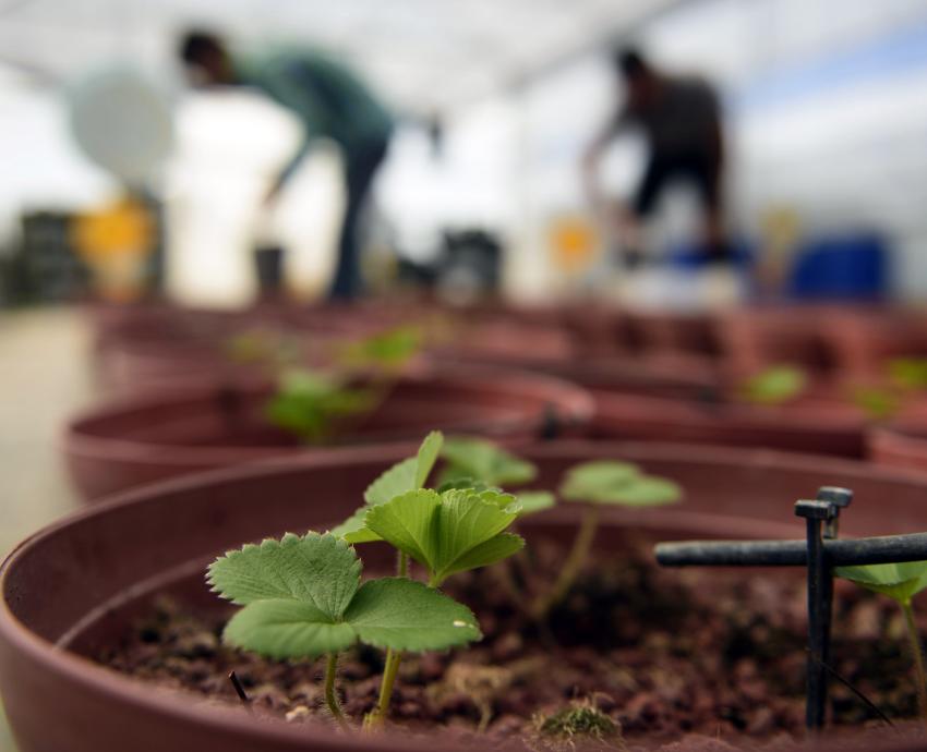 Celebra UdeG 60 años de impulsar la educación agrícola en Jalisco