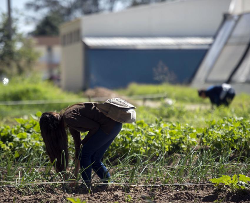 Celebra UdeG 60 años de impulsar la educación agrícola en Jalisco