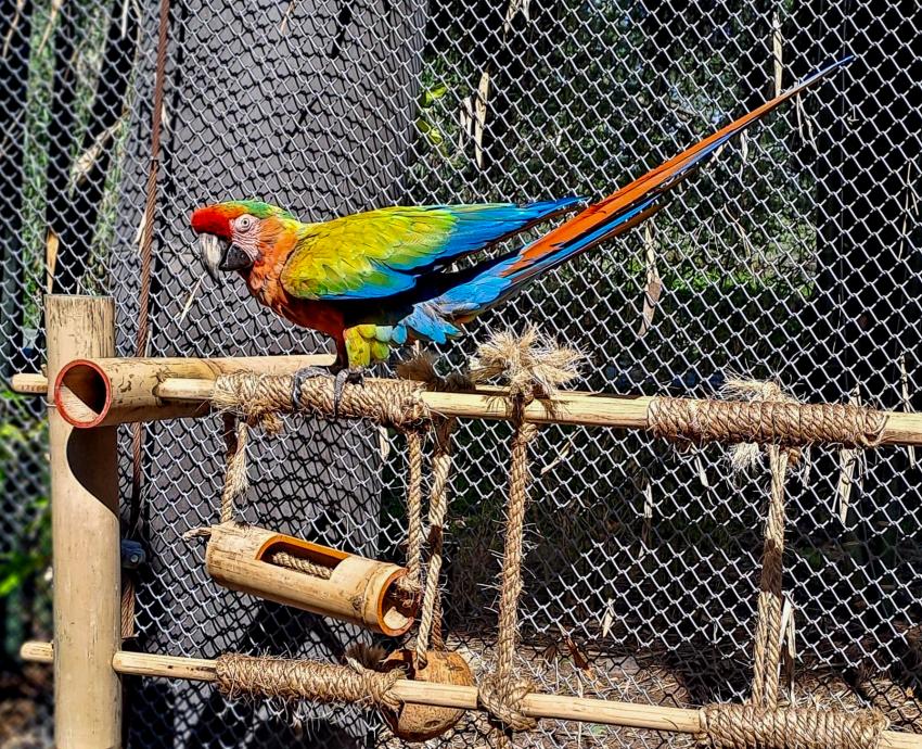 Realizan estudiantes del CUAAD prototipos y modelos para animales del Zoológico Guadalajara