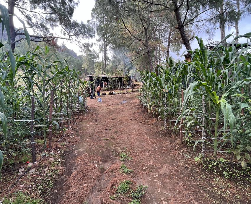 Instalan parcelas agroecológicas en comunidades del Sur de Jalisco
