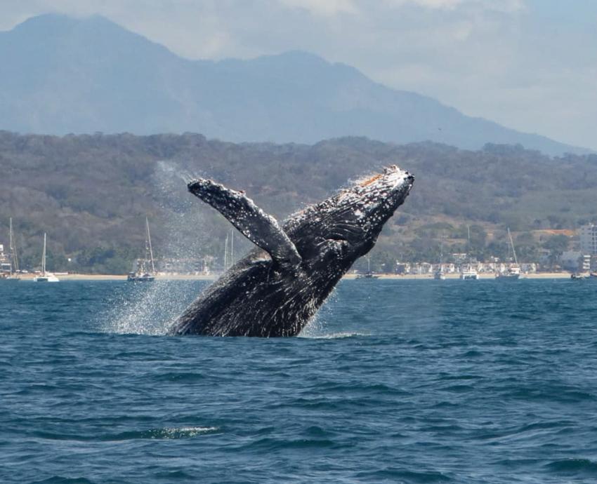 Buscan garantizar protección de la ballena en Bahía de Banderas, ante las 200 embarcaciones turísticas que llegan