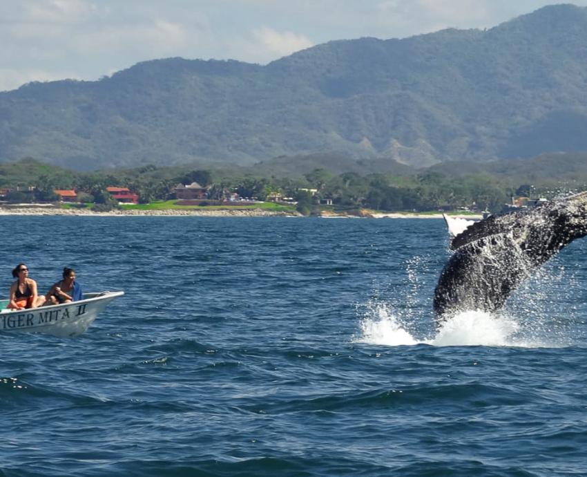 Buscan garantizar protección de la ballena en Bahía de Banderas, ante las 200 embarcaciones turísticas que llegan