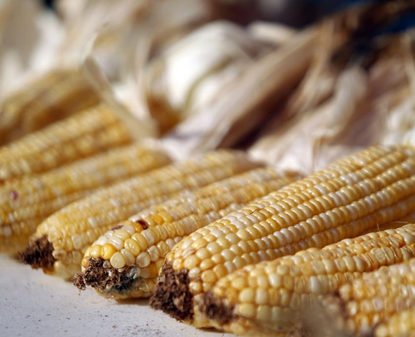 Acelera cambio climático plagas y enfermedades en cultivos agrícolas