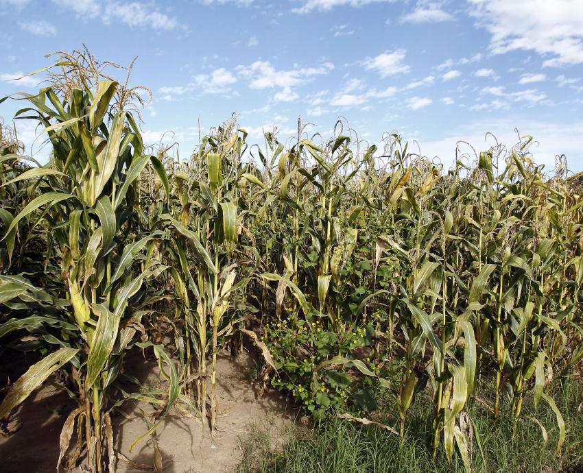 Acelera cambio climático plagas y enfermedades en cultivos agrícolas