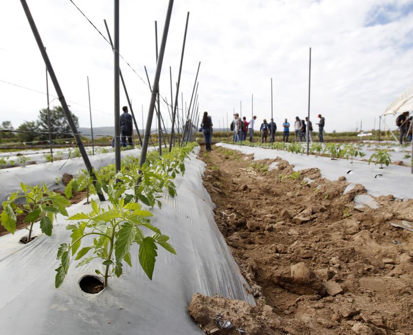 Acelera cambio climático plagas y enfermedades en cultivos agrícolas