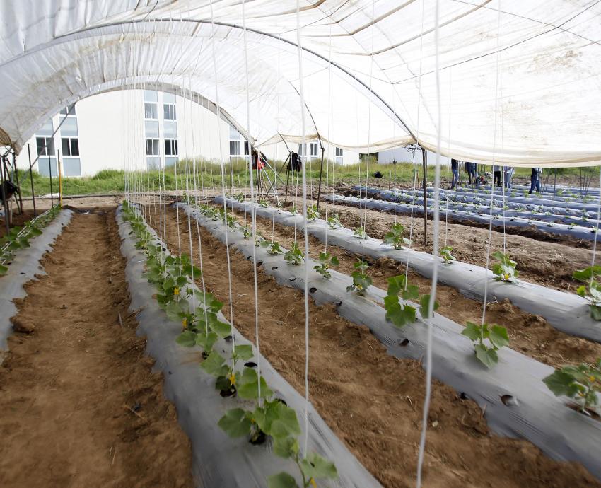 Acelera cambio climático plagas y enfermedades en cultivos agrícolas