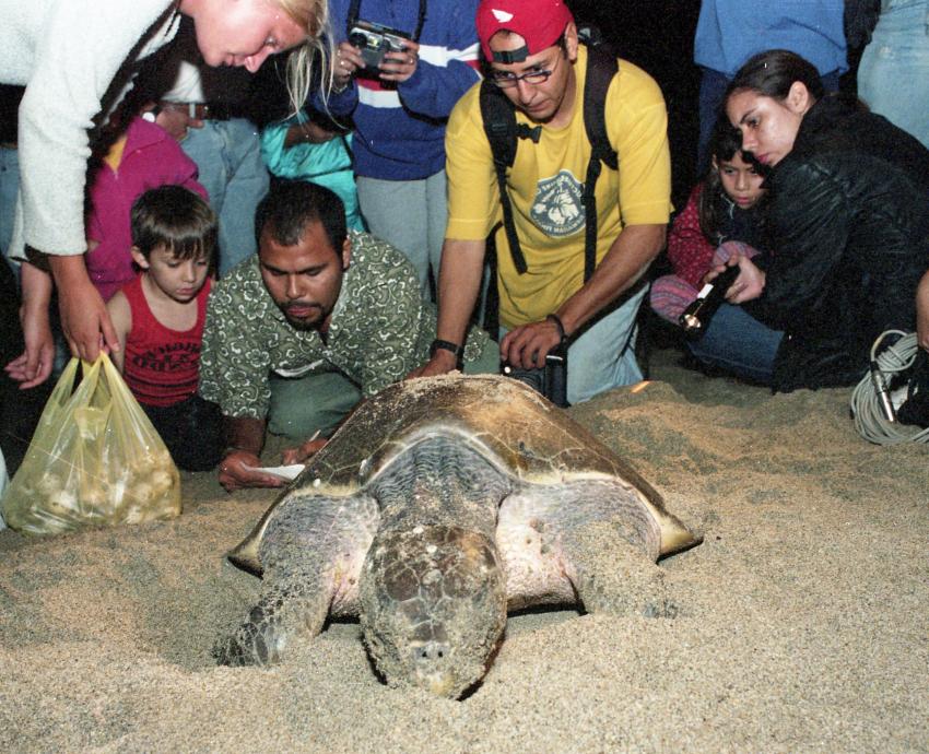 Campamento tortuguero de CUCSur incuba diariamente más de dos mil tortugas 