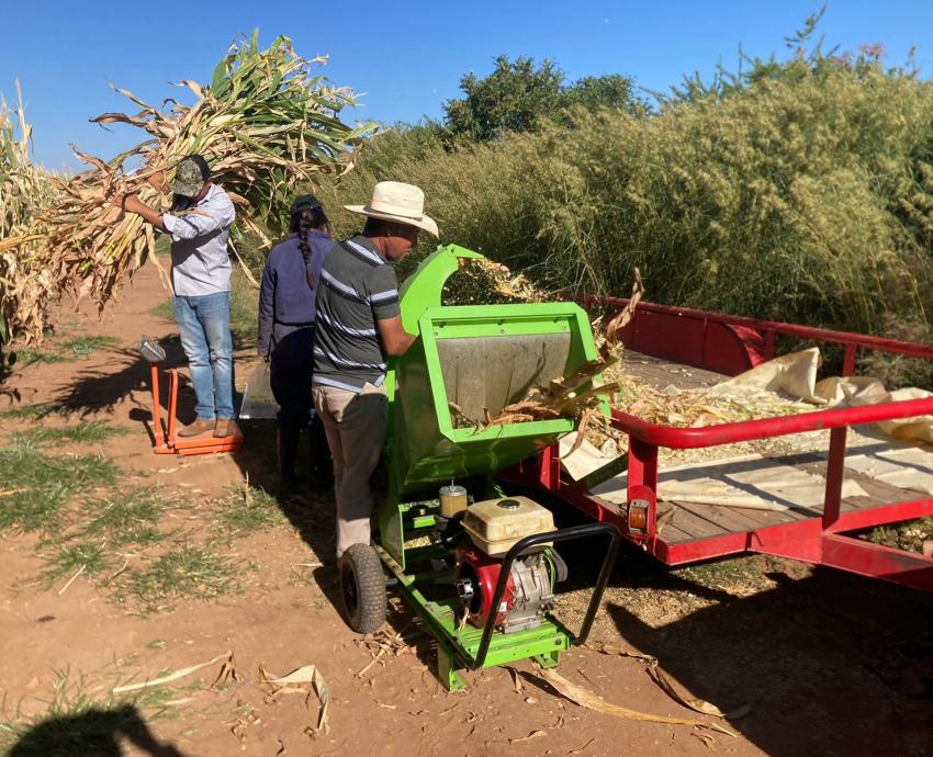 Analiza CUAltos rendimiento de forrajes para impulsar producción ganadera en la región