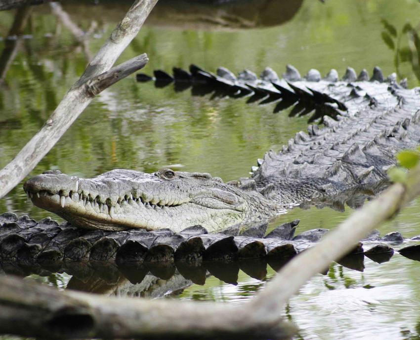Piden turismo responsable para proteger el hábitat de los cocodrilos en Puerto Vallarta
