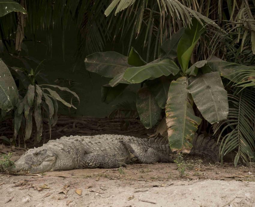 Piden turismo responsable para proteger el hábitat de los cocodrilos en Puerto Vallarta