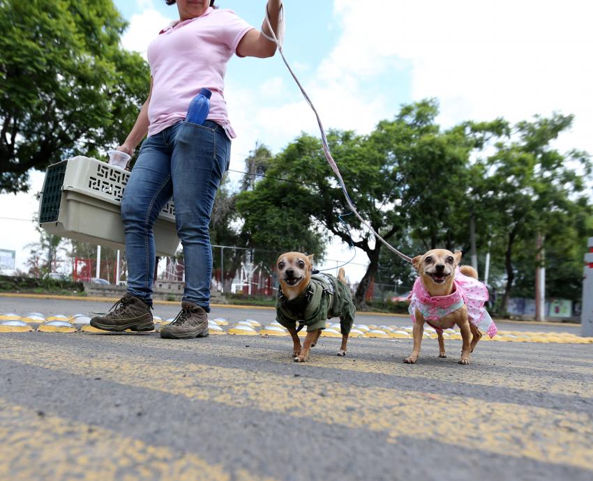 Mascotas y animales callejeros, riesgo latente para la biodiversidad